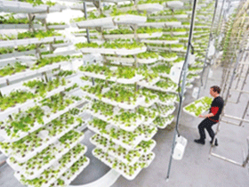 温哥华“楼顶农场”破产了 温哥华“楼顶农场”破产了